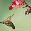 Dazzling Duos - Hummingbirds : I was lucky enough to capture 2 hummingbirds in one photo.   Take a look!