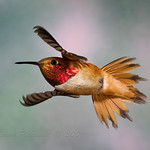 Hummingbirds : Enjoy the hummingbird  photographs!     Be sure to leave your comments at the bottom of the page and indicate your ratings.  
Thanks!