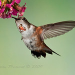 More Great Hummingbirds : Here are some additonal photos of hummingbirds taken in British Columbia.