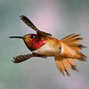 High Speed Turn   (Male Rufus)